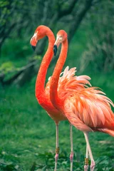 Foto op Canvas Flamingo& 39 s © arturas kerdokas