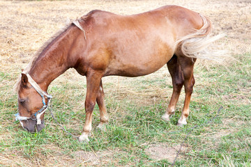 Naklejka na ściany i meble koń brązowy na użytki zielone