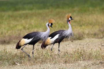 Naklejka premium Couple of grey crowned cranes