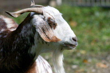 Portrait of a lop-eared brown and white goat