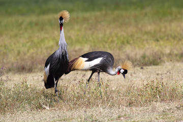 Couple of grey crowned cranes
