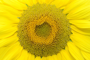 Obraz premium sunflower with heart shape