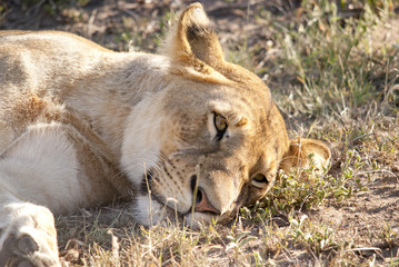 Lion at rest, yet vigilant