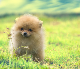 Pomeranian