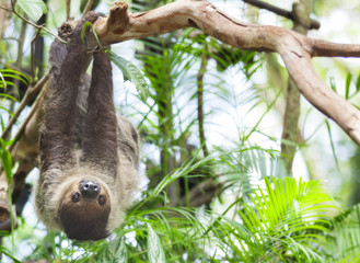 Fototapeta premium Three-toed Sloth