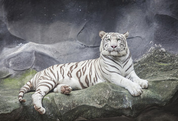 Naklejka premium WHITE TIGER on a rock