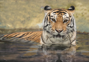 Fototapeta premium asian tiger