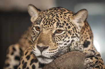 Zelfklevend Fotobehang Portret van luipaard © anekoho