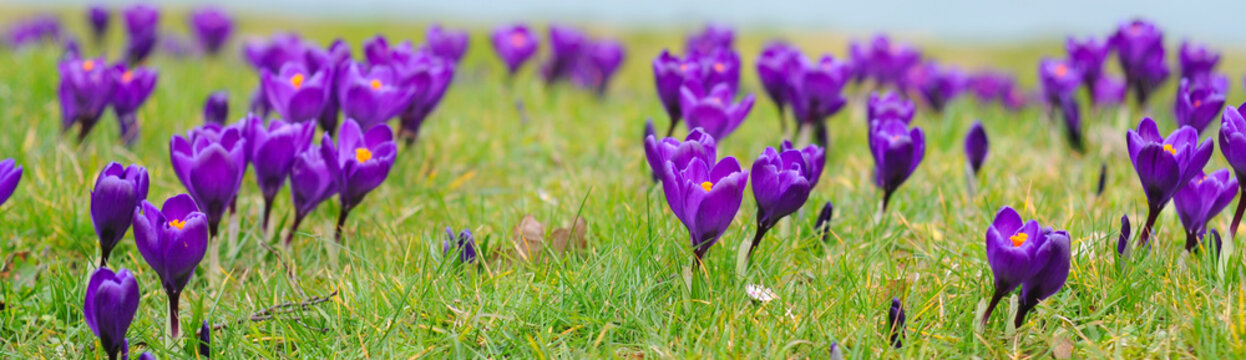 Fototapeta purple crocus iridaceae in the grass, selective focus