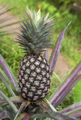 Ripe pinapple fruit still on the plant and ready for harvest.