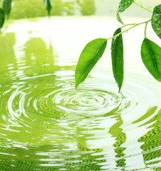 Naklejka na ściany i meble Green leaves with reflection in water