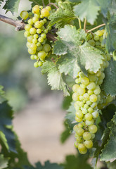 Lush White Grape Bushels Vineyard in The Morning Sun