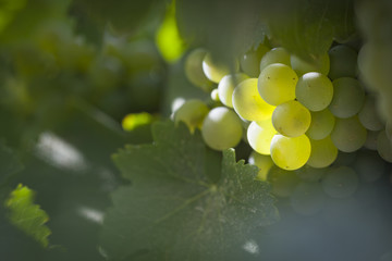 Lush White Grape Bushels Vineyard in The Morning Sun