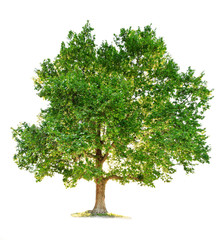 Obraz premium maple tree isolated on white background