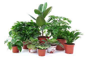 Beautiful flowers in pots isolated on white