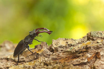 Male stag beetle, Lucanus cervus on oak, macro photo