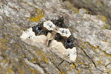 Purple bar, Cosmorhoe ocellata on wood, macro photo
