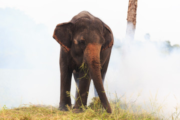Fototapeta na wymiar Asian elephant at Ayutthaya Thailand