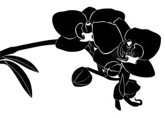 Fotobehang Zwart wit bloemen orchidee bloem takje vector geïsoleerd op witte achtergrond