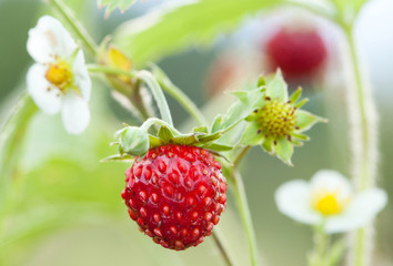 Wild strawberry