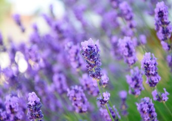 Fototapeta premium lavender flowers