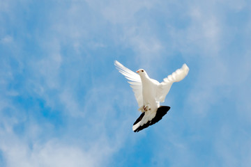 dove in the sky
