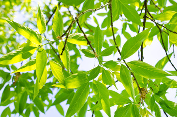 leaves background