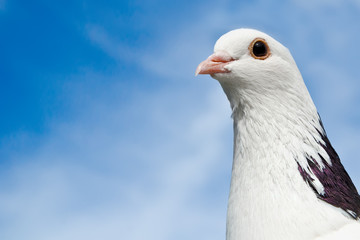 dove