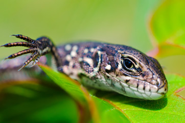 lizard on a leaf