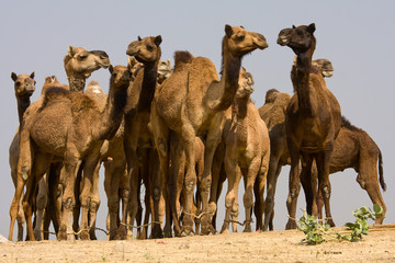 Camel at the Pushkar Fair in Rajasthan, India
