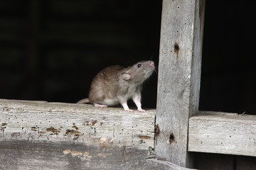 Naklejka na ściany i meble Brown rat, Rattus norvegicus