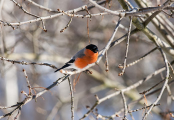 Bullfinch