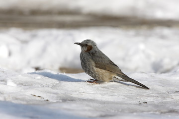 Brown-eared bulbul, Ixos amaurotis,