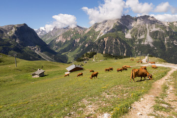 Fototapeta premium Vaches brunes sur l'alpage du plateau du Bochor