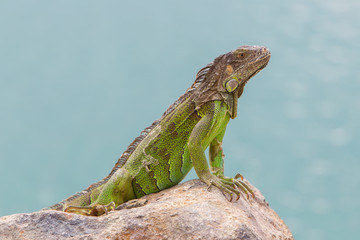 Green Iguana (Iguana iguana) sitting on rocks