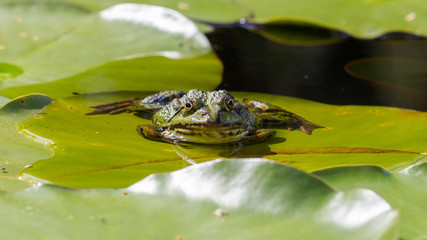 Common Frog (Rana temporaria)