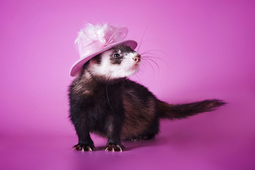 hilarious ferret