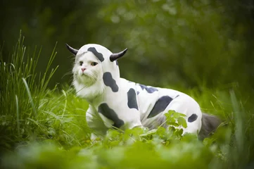 Deurstickers cat dressed as a cow © Светлана Валуйская