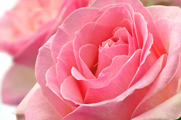 Kwiat róży - 55025101