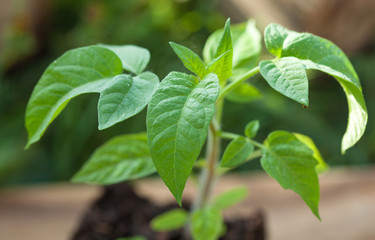 Green tomato plant