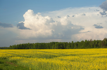 Yellow rape field