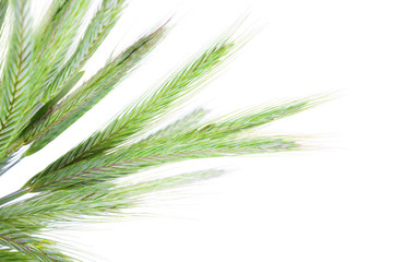 Green rye spikes on white background.