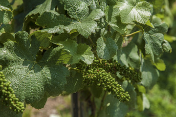 Vineyard in Italy