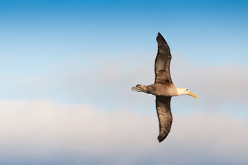 Flying waved albatross Galapagos Islands