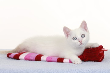 Kleines Kätzchen auf Wärmflasche - kitten on hot bottle