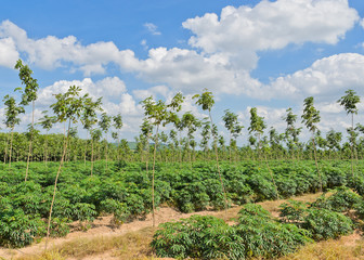 Fototapeta na wymiar Cassava and rubber plantation in Thailand