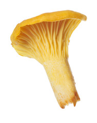 gold single chanterelle isolated on white