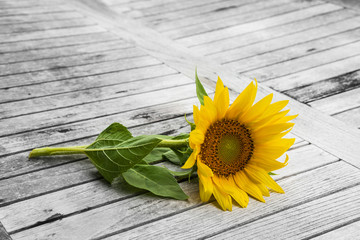 Naklejka premium one sunflower on an old table
