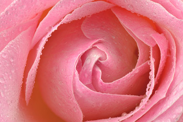 Mokra róża