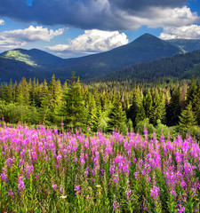 Beautiful summer landscape in the mountains with pink flowers
